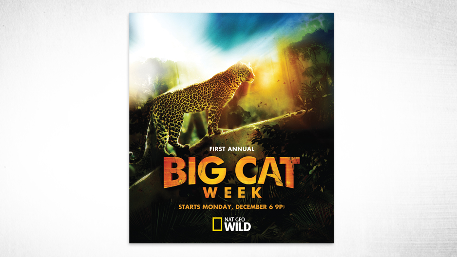 big cat week