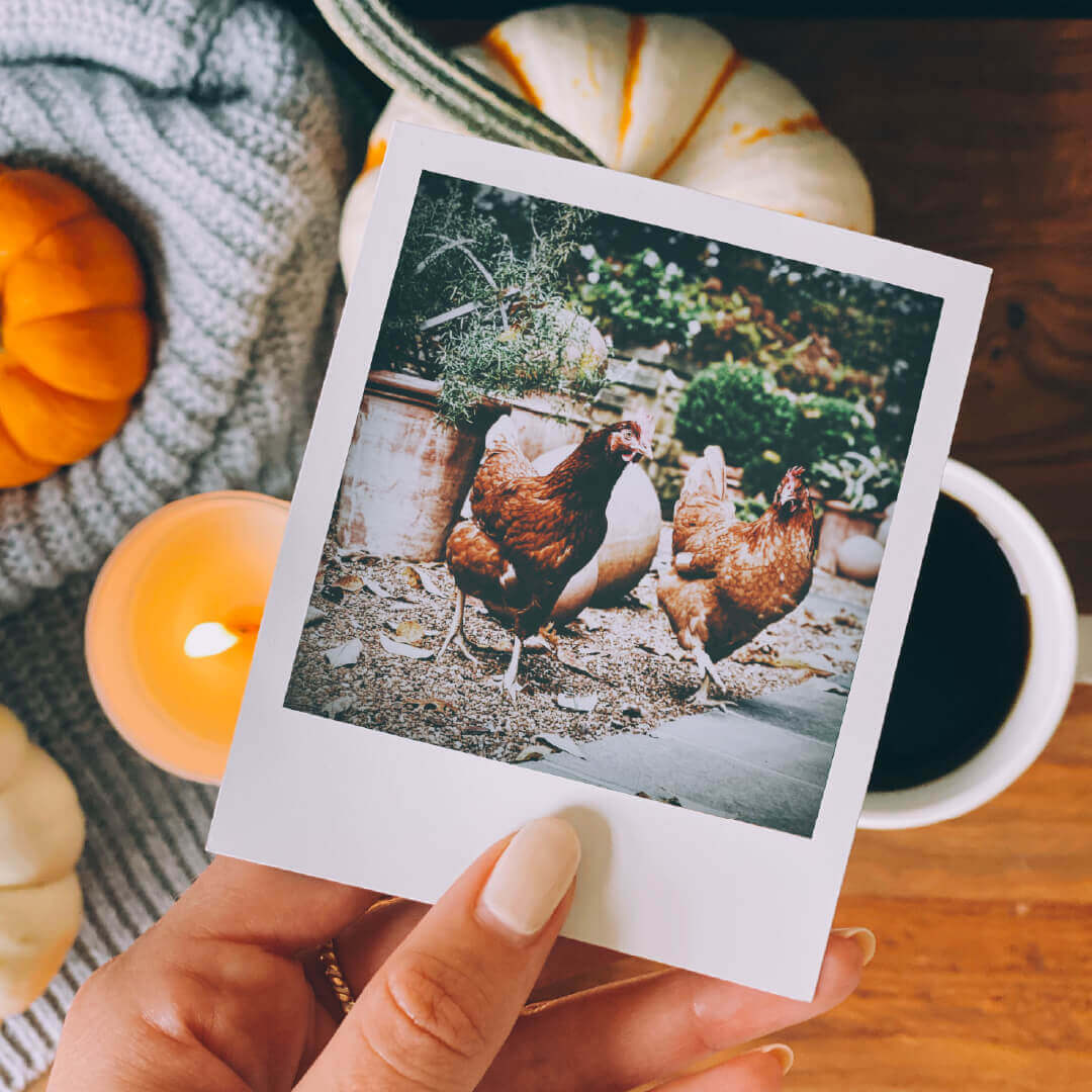 Instagram Image of polaroid of chickens held over pumpkins and coffee in background
